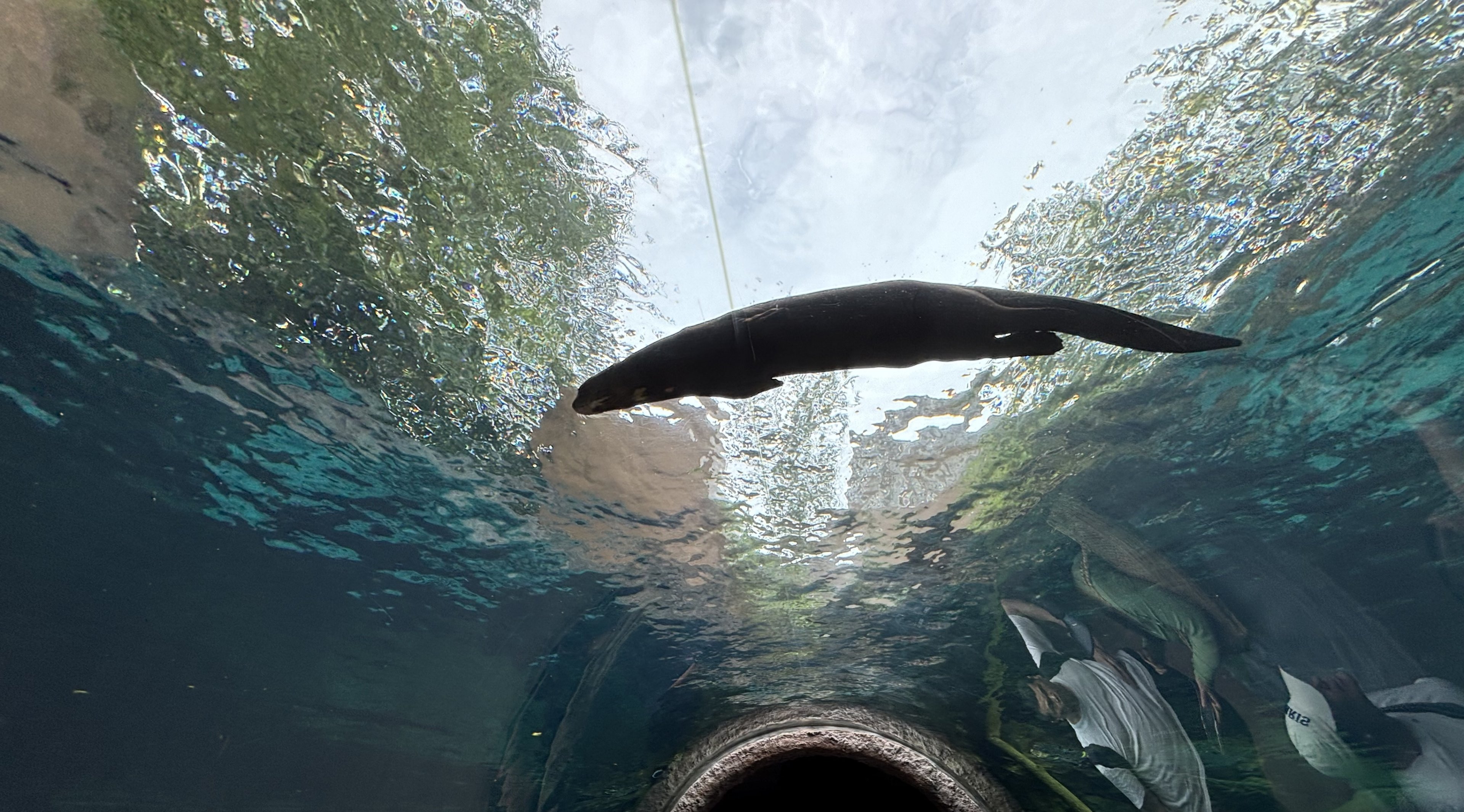 Giant River Otter Tunnel