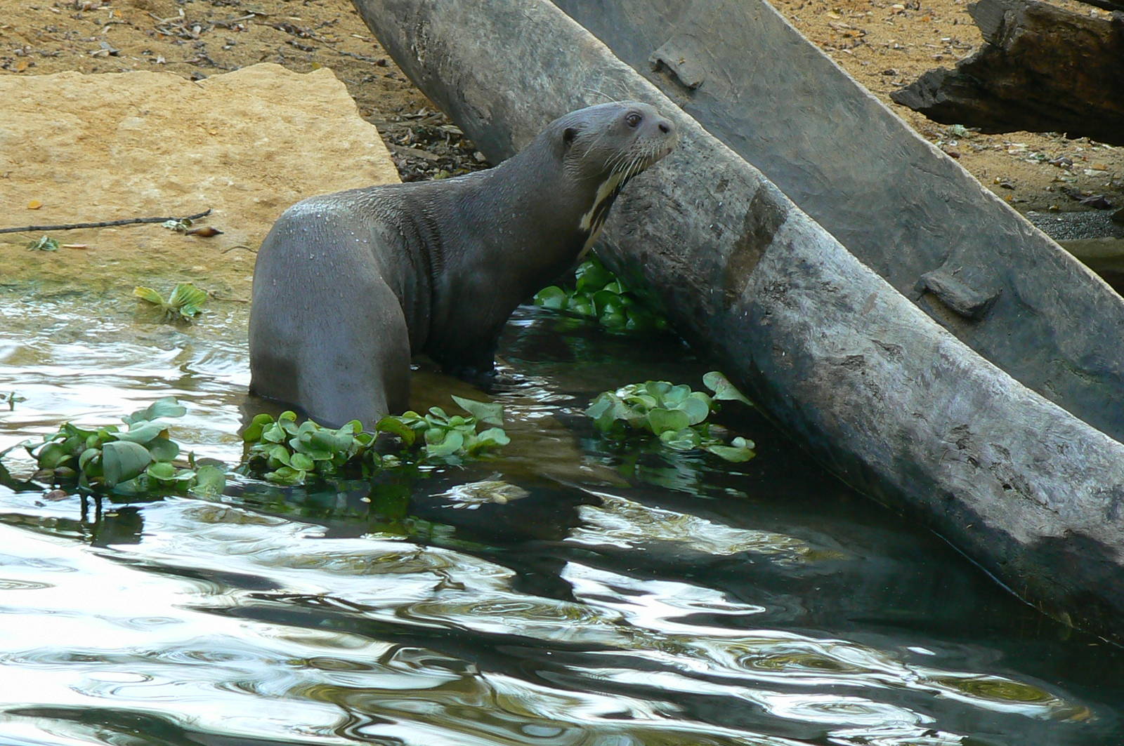 Giant river  otter