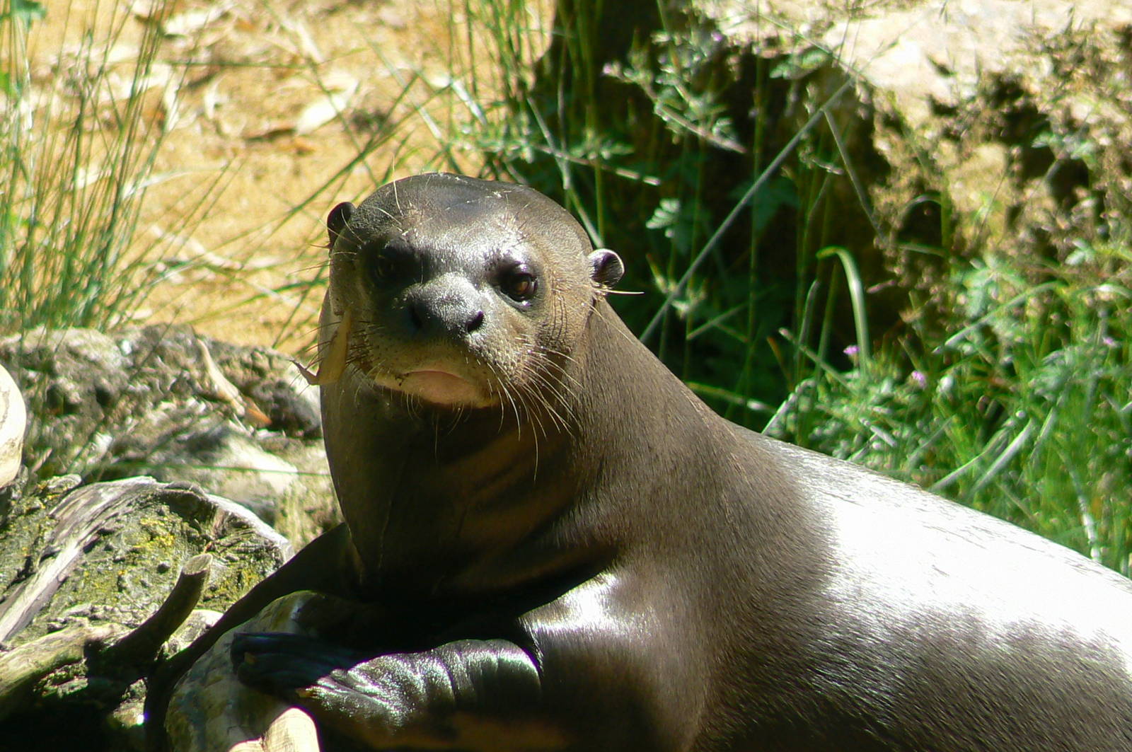Giant river  otter
