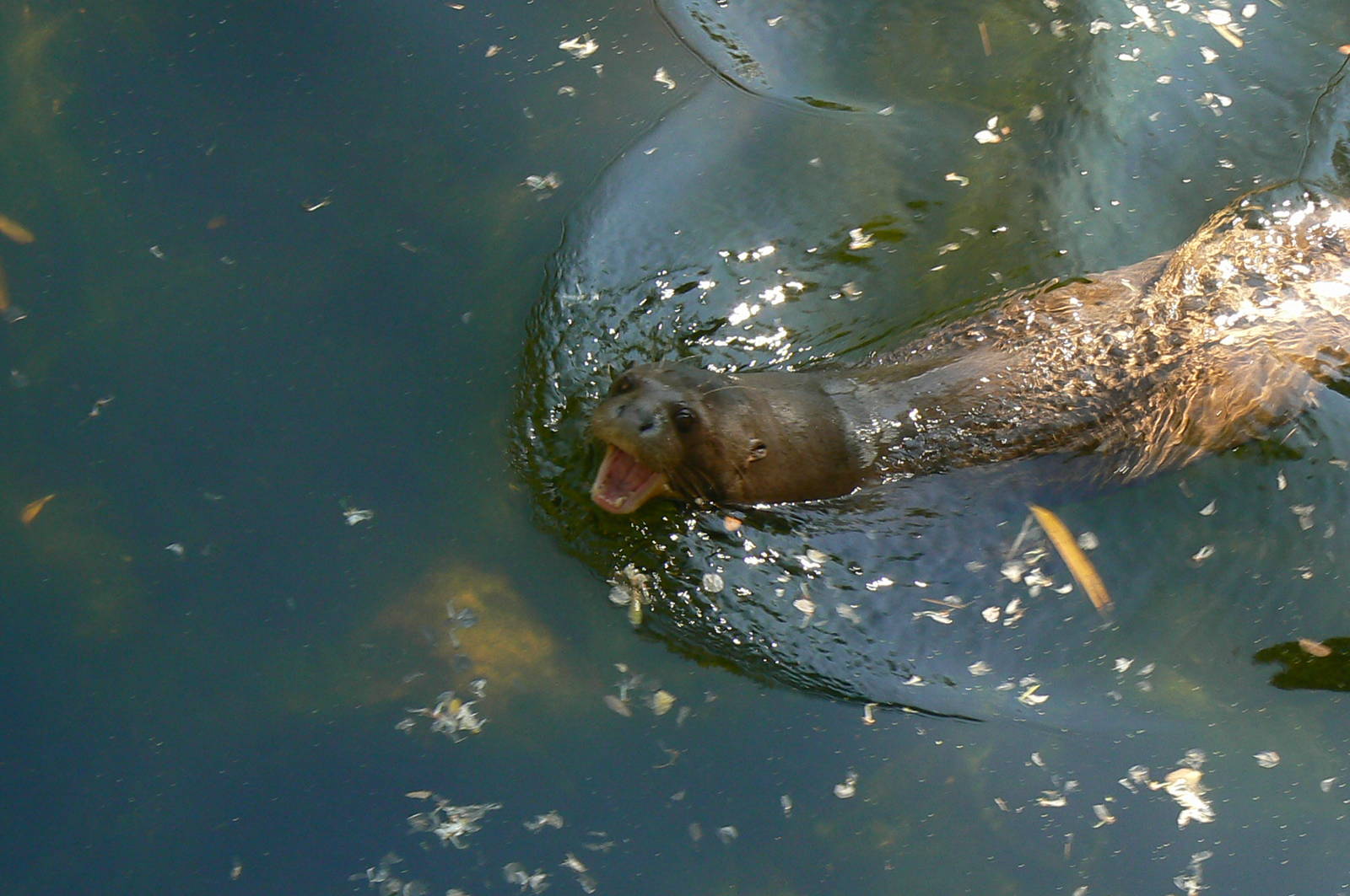Giant river  otter