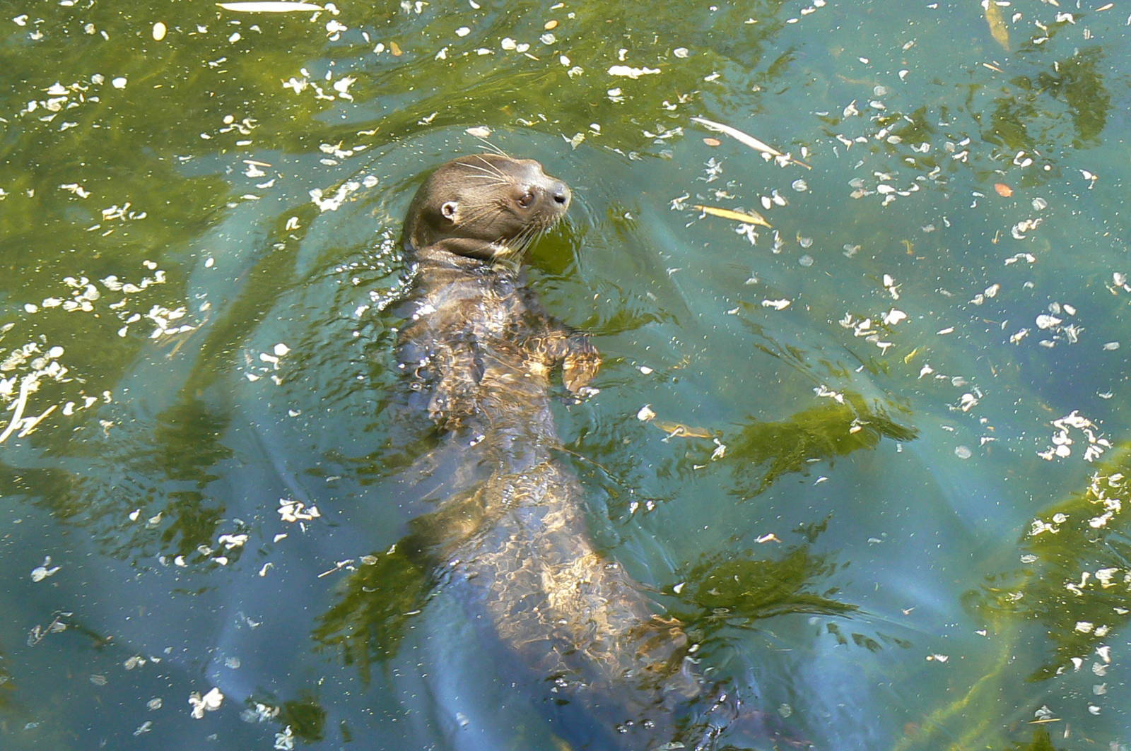 Giant river  otter
