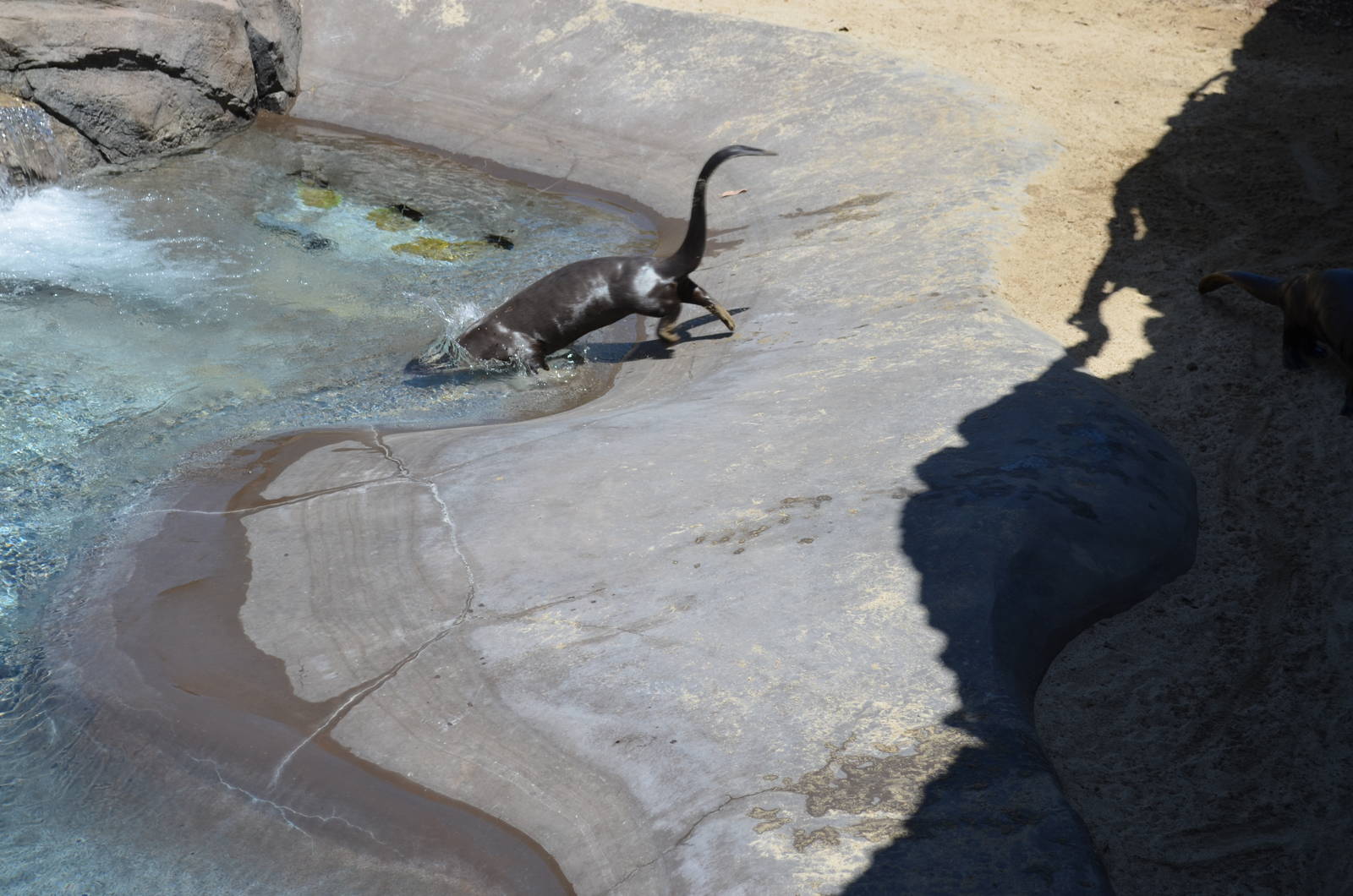 Giant River Otter