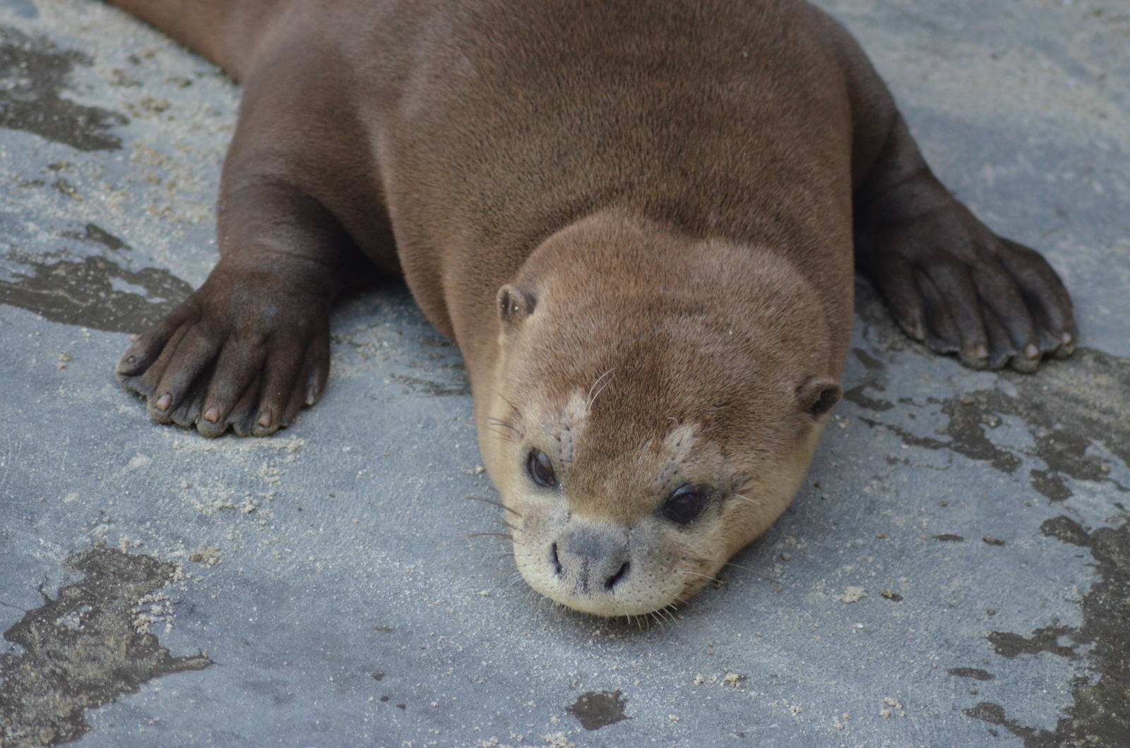 Giant River Otter