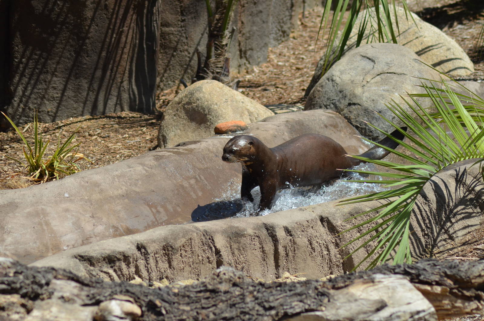 Giant River Otter