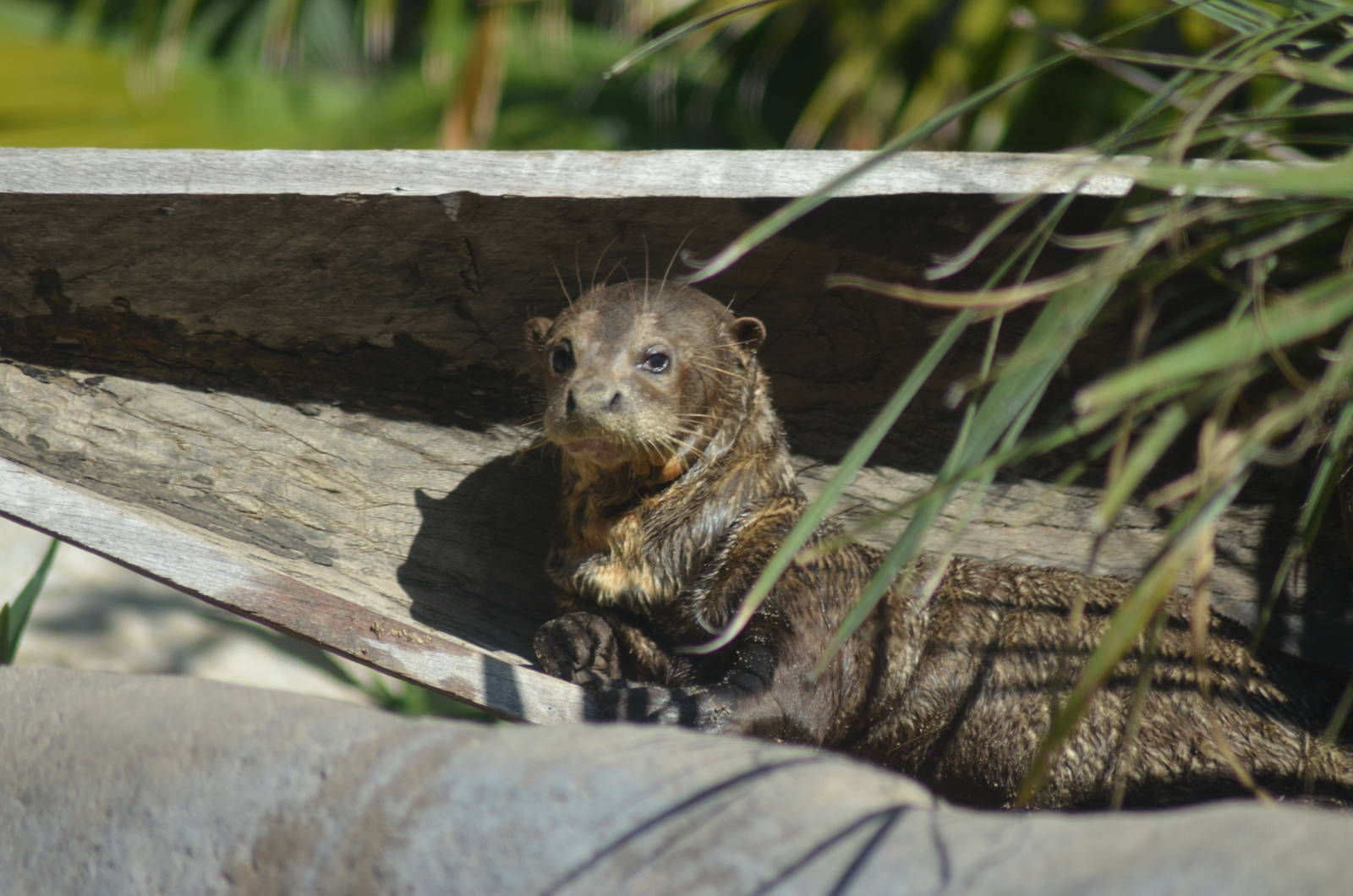 Giant River Otter
