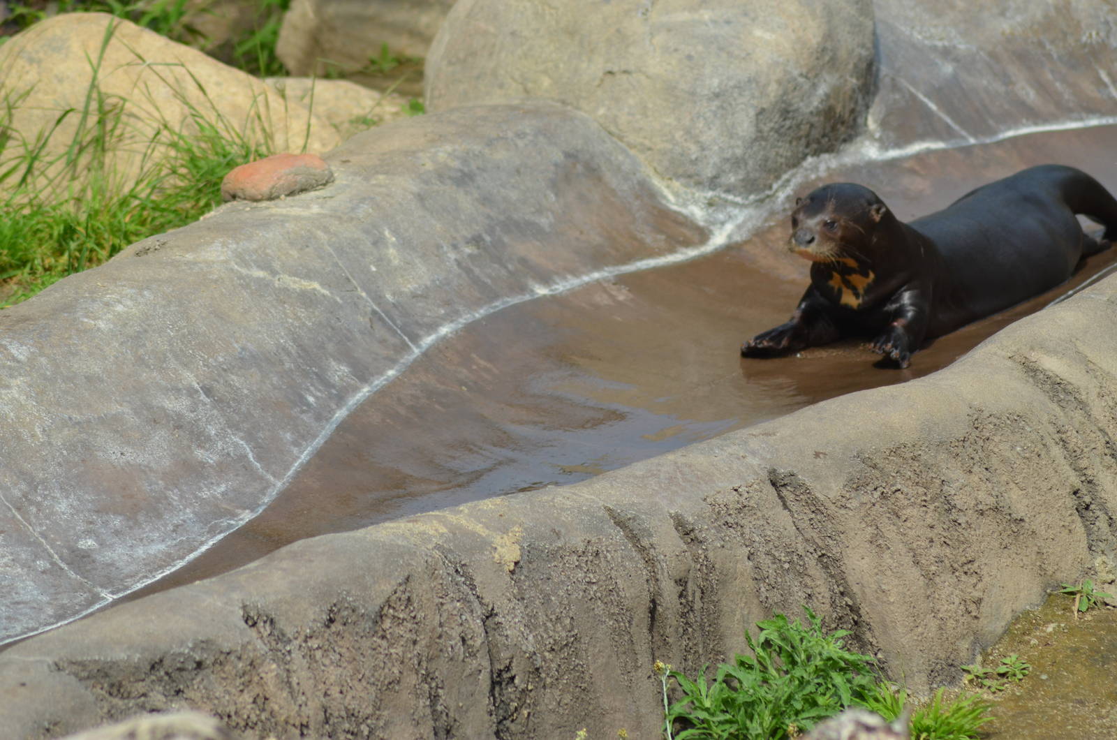 Giant River Otter