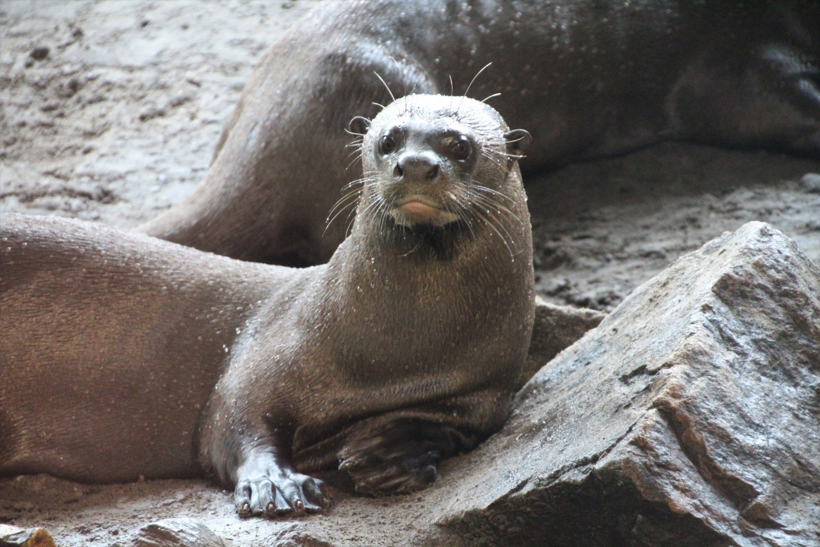 Giant River Otter