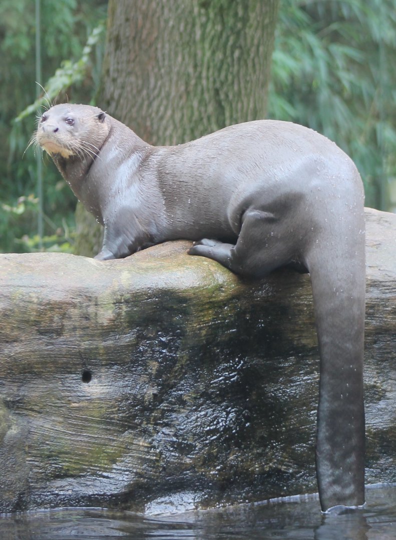 Giant river otter