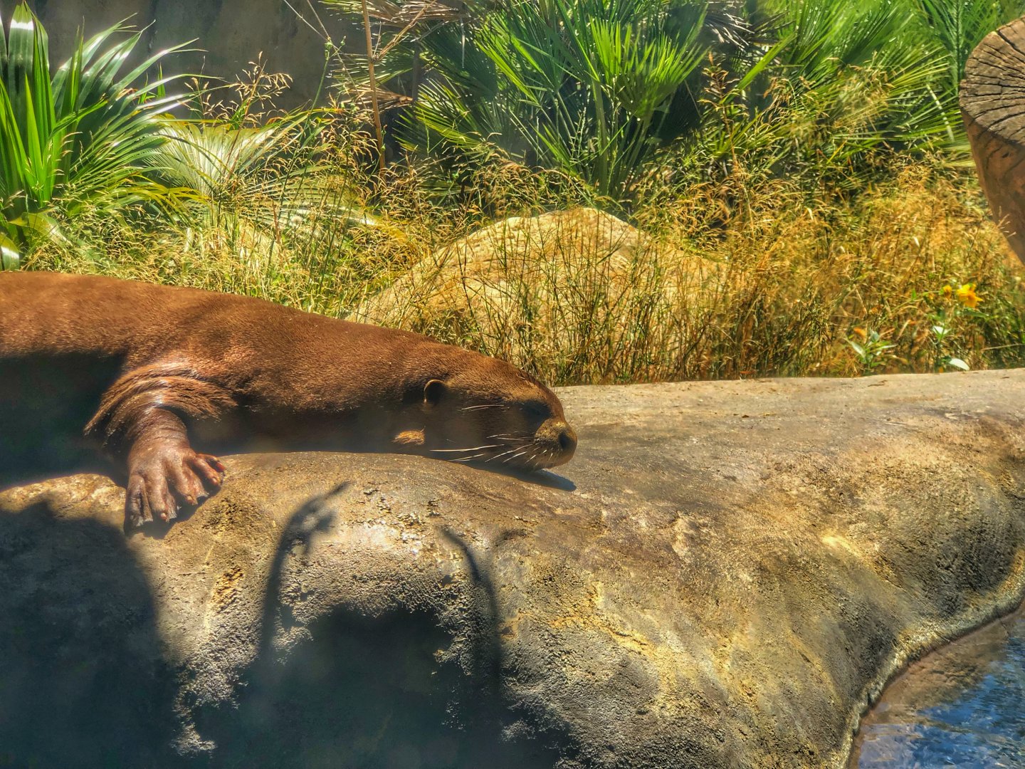 Giant River Otter