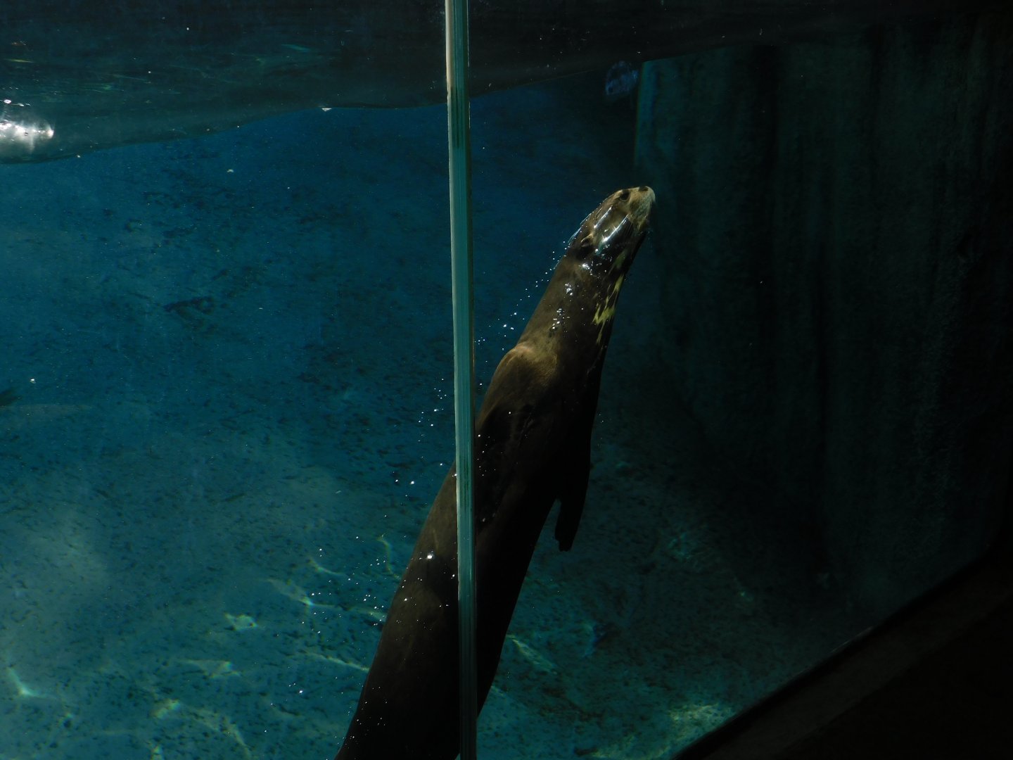 Giant River Otter