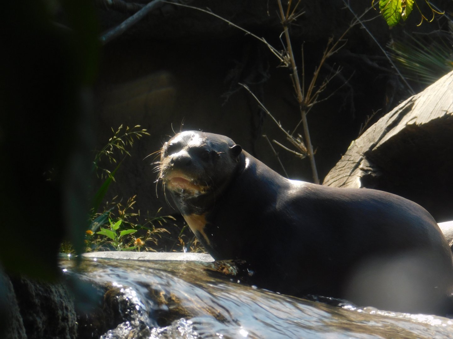 Giant River Otter