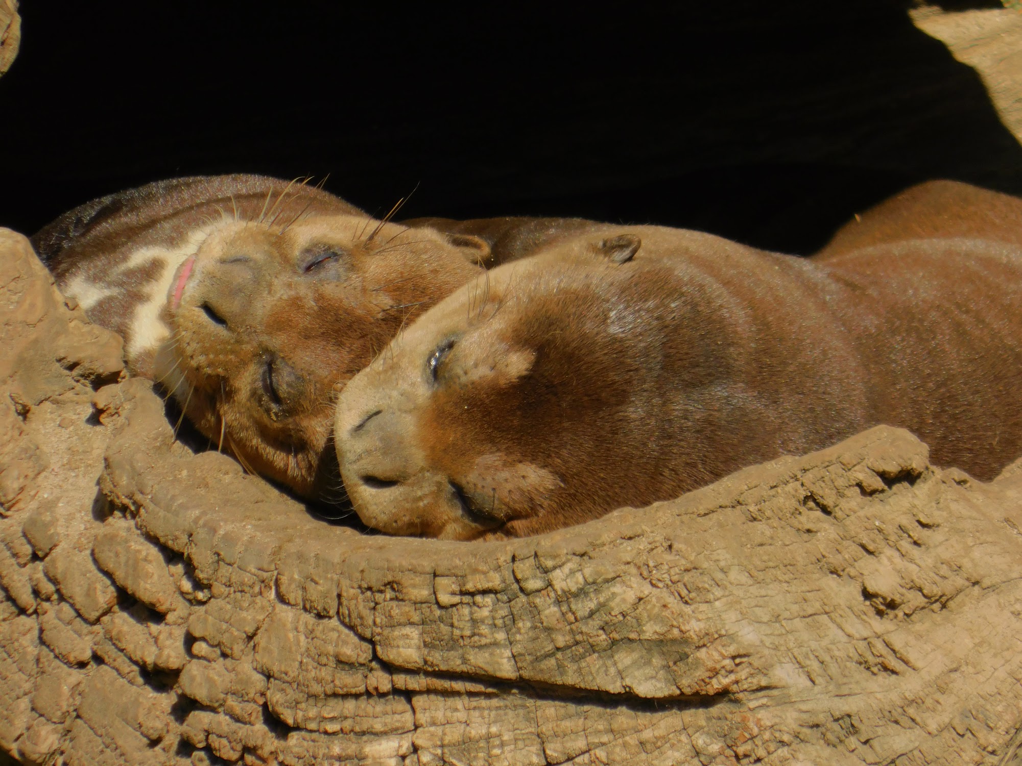 Giant River Otter