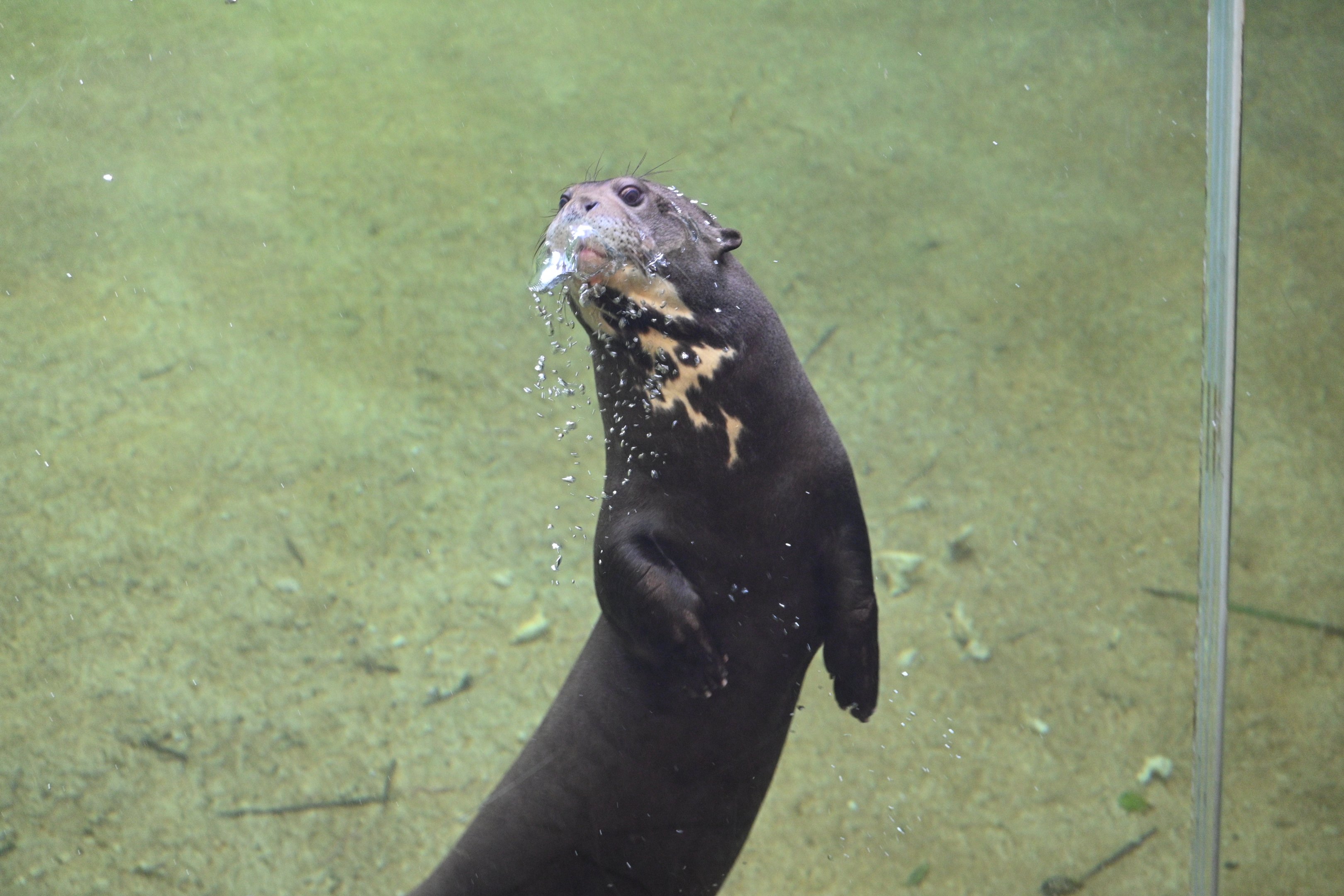 Giant River Otter