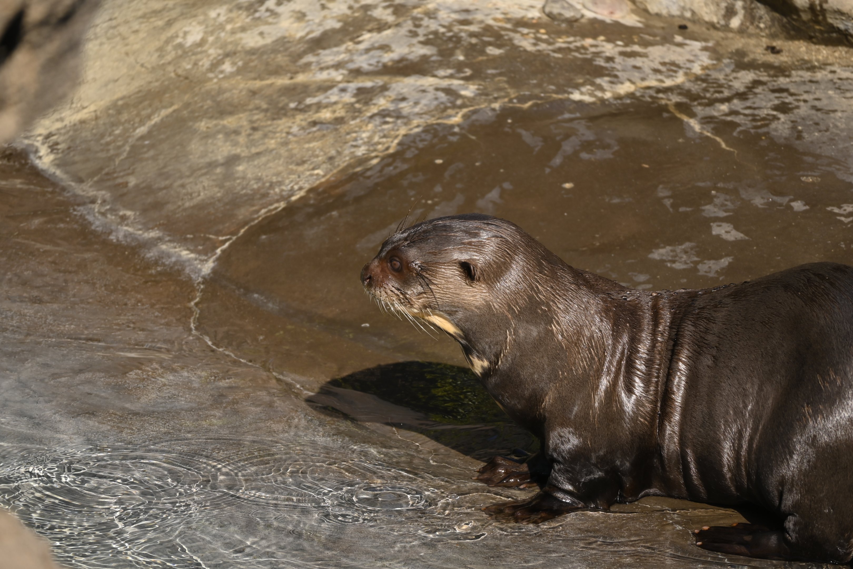 Giant River Otter