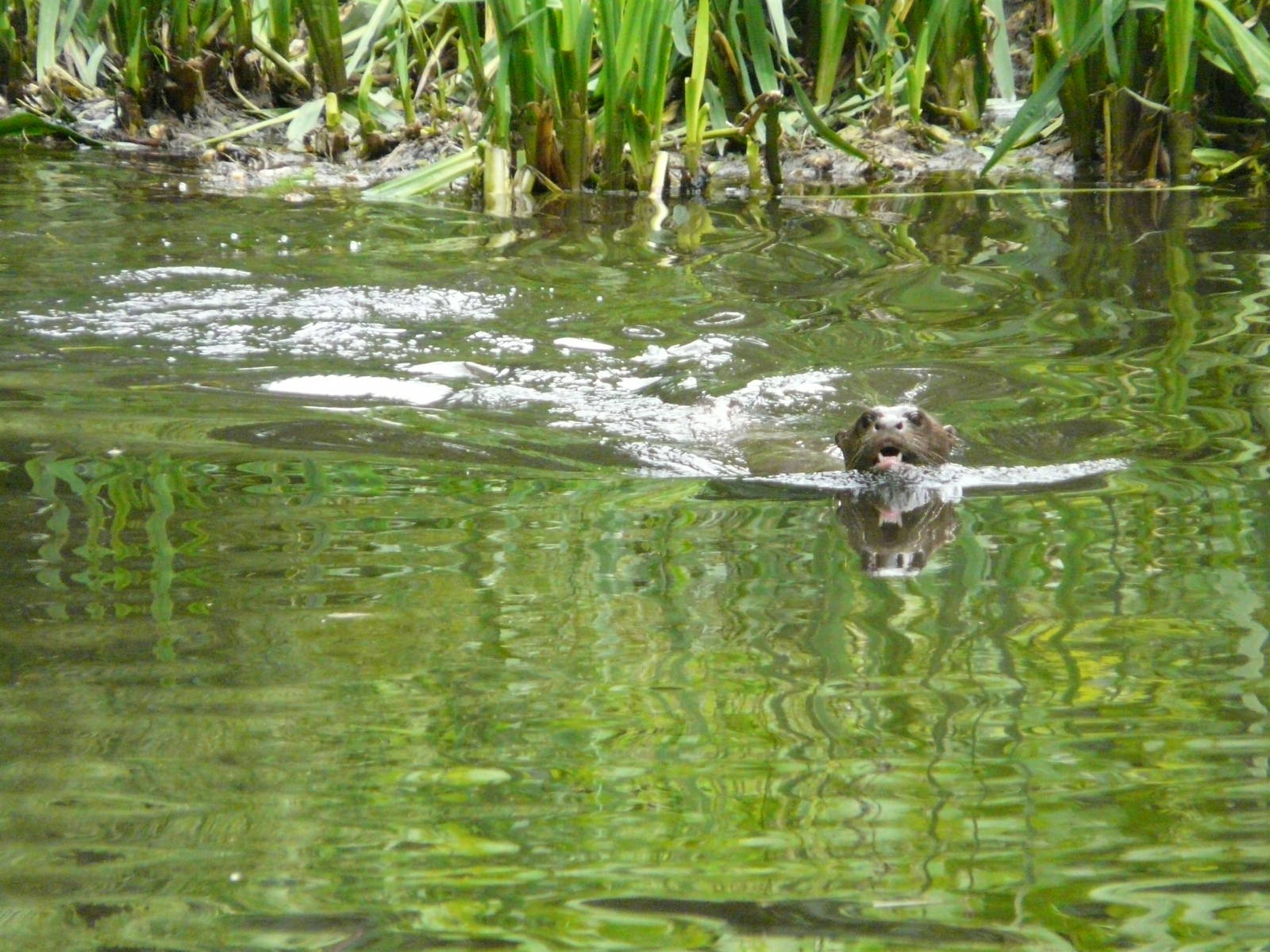 Giant River Otter