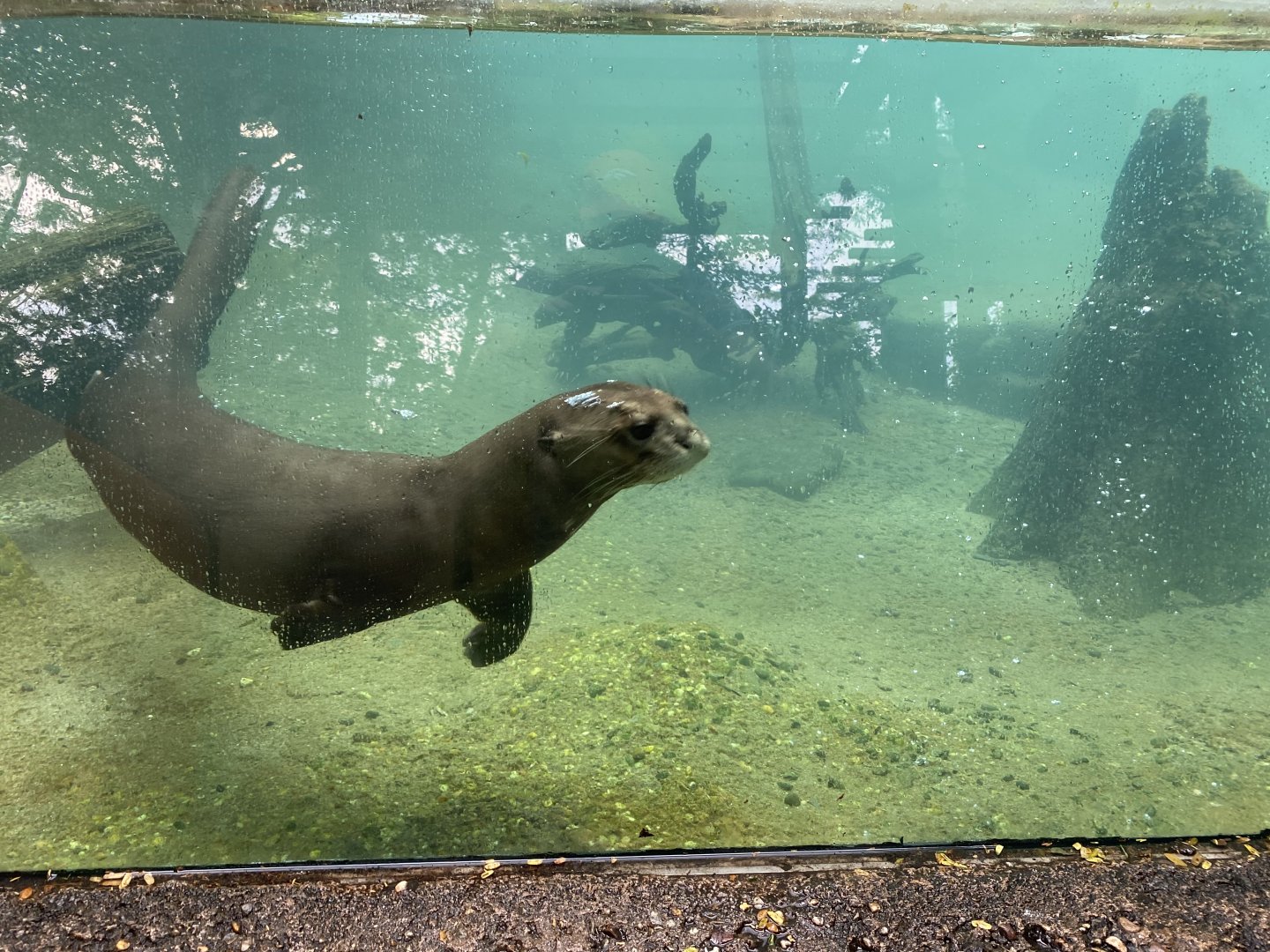 Giant River Otter