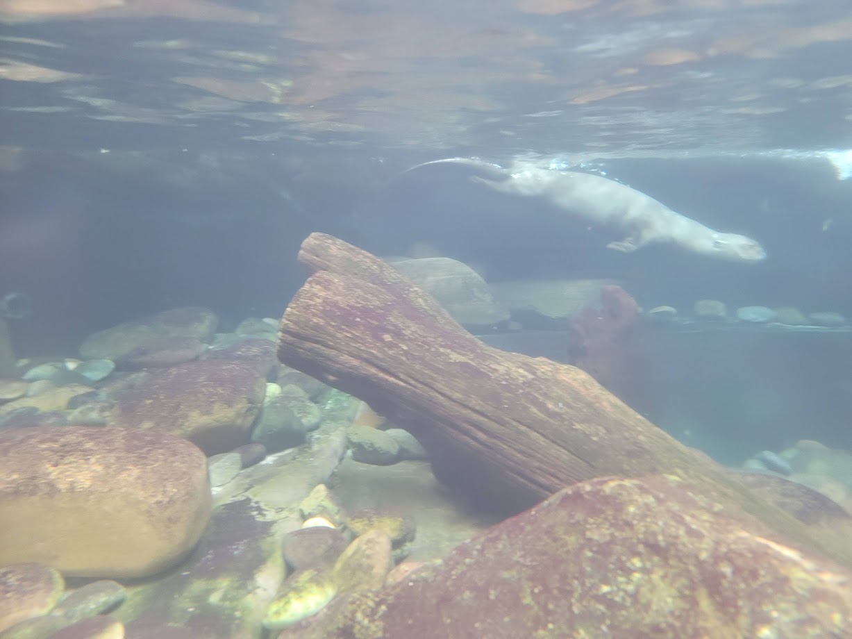 Giant River Otter