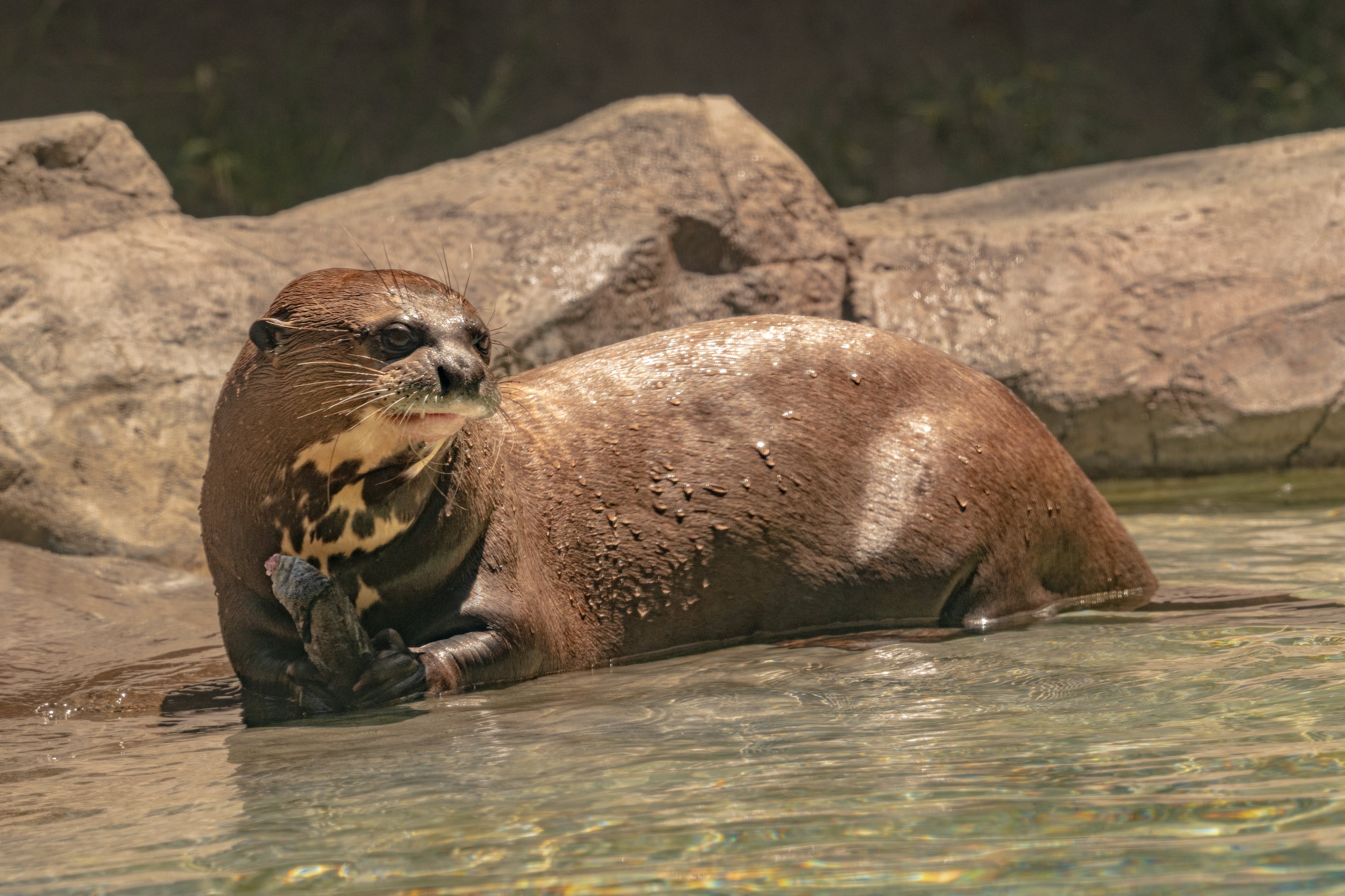 Giant River Otter