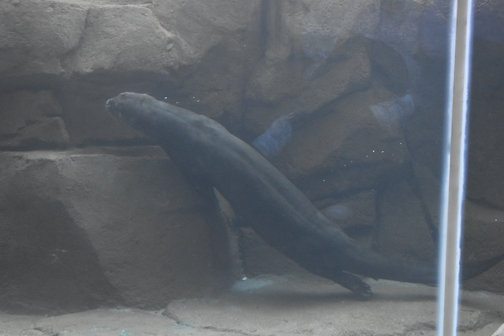 Giant River Otter