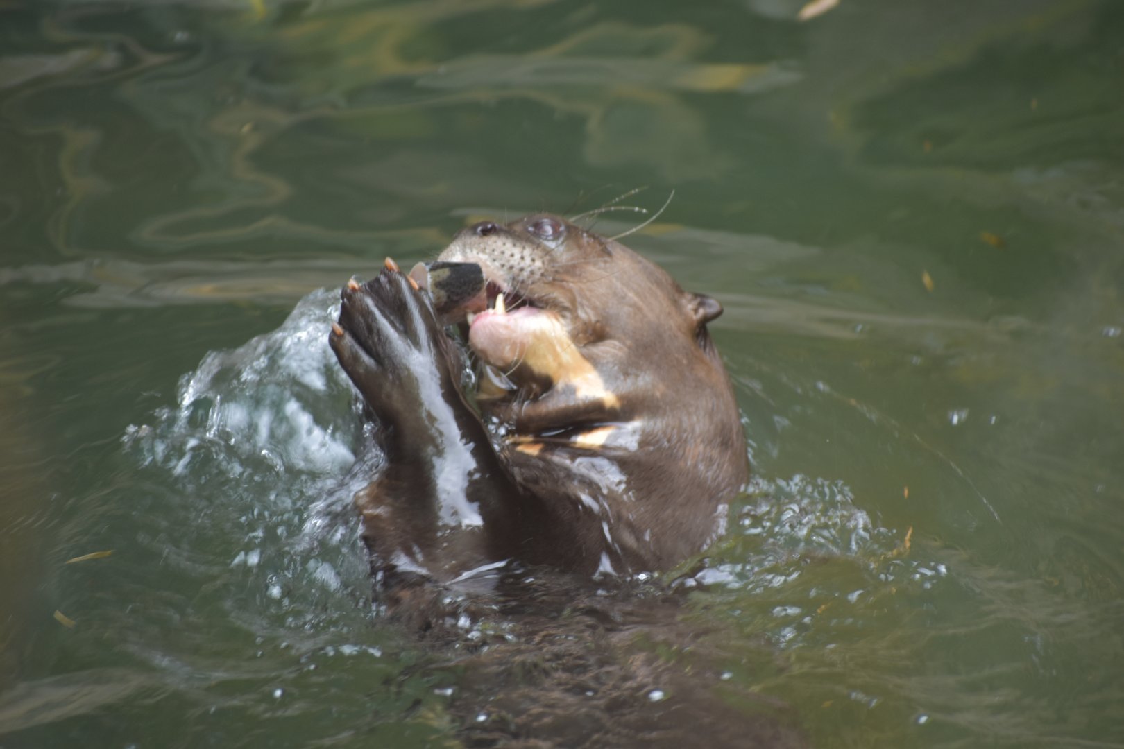 Giant River Otter