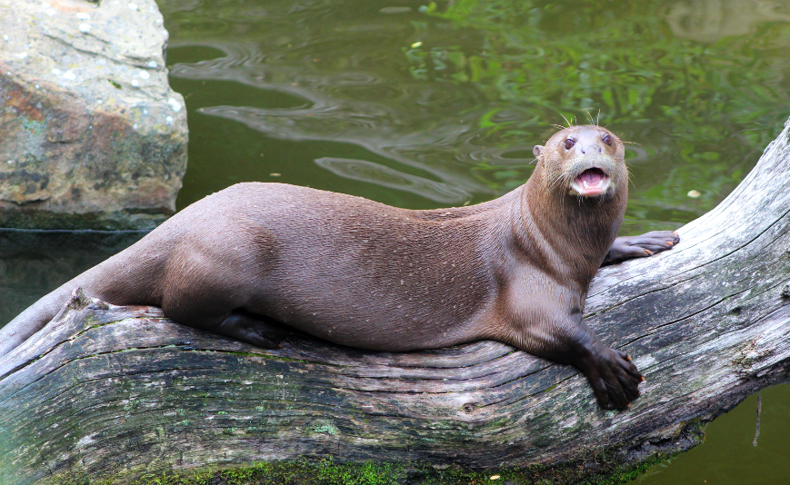 Giant River Otter