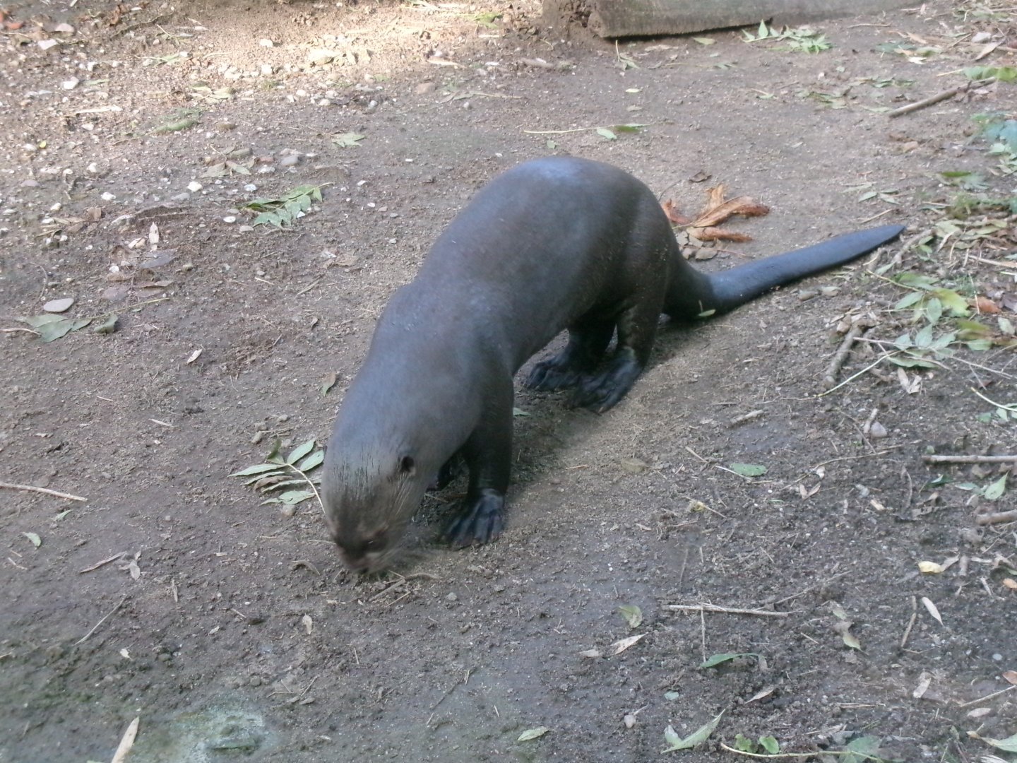 Giant river otter