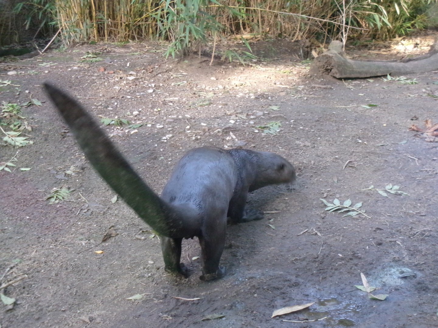 Giant river otter