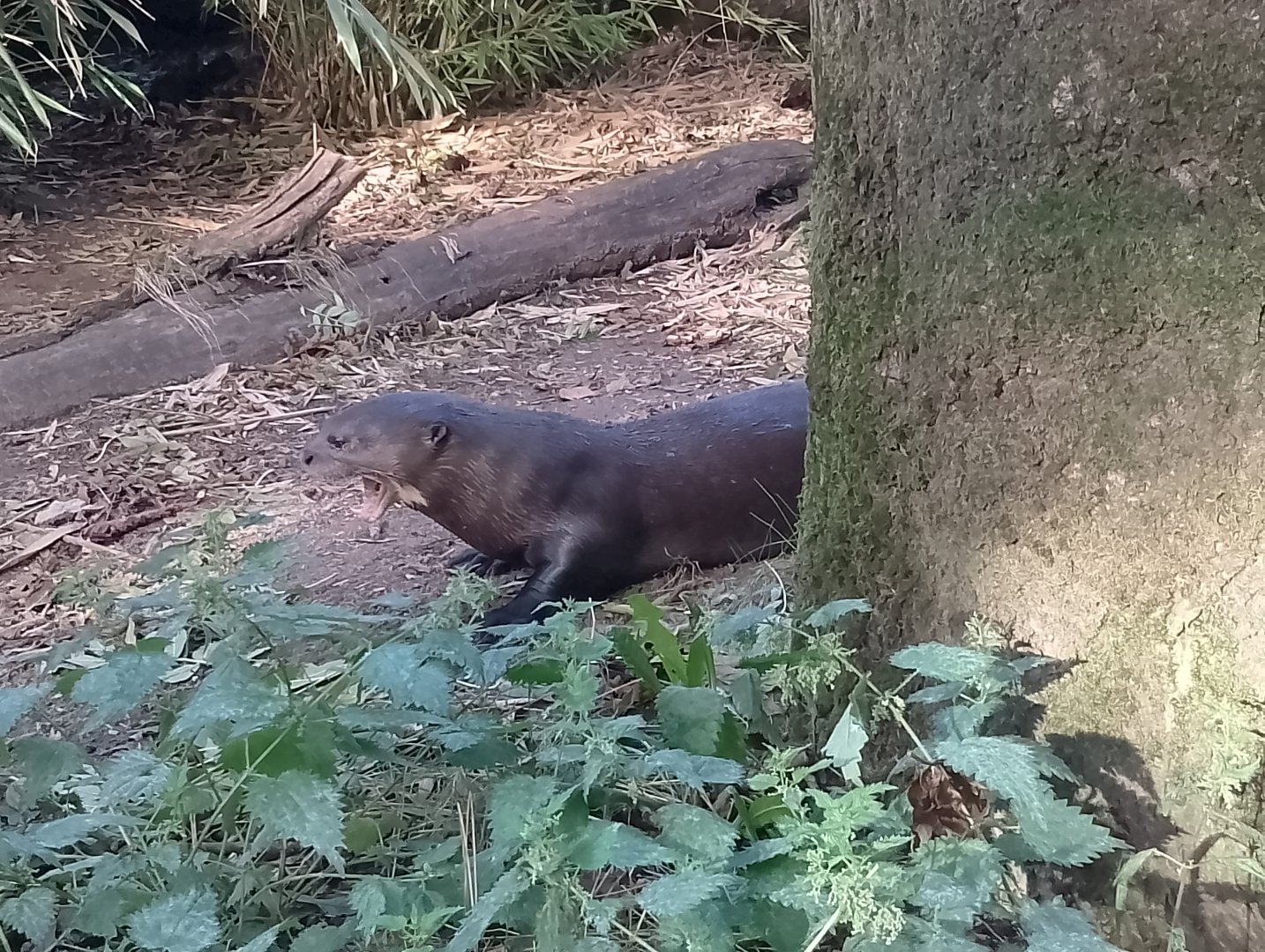 Giant river otter