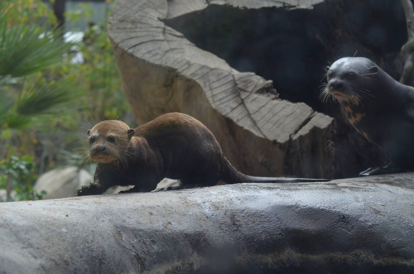 Giant River Otters