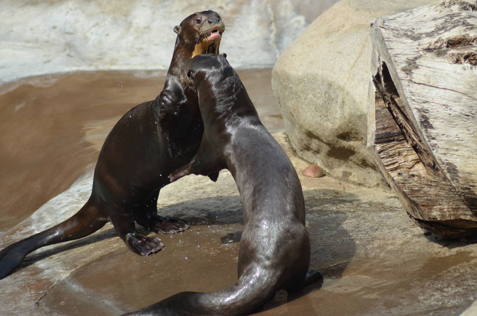 Giant River Otters