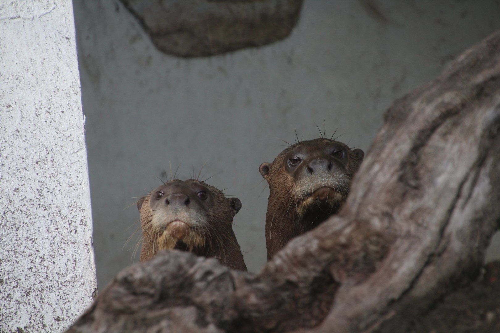 Giant River Otters