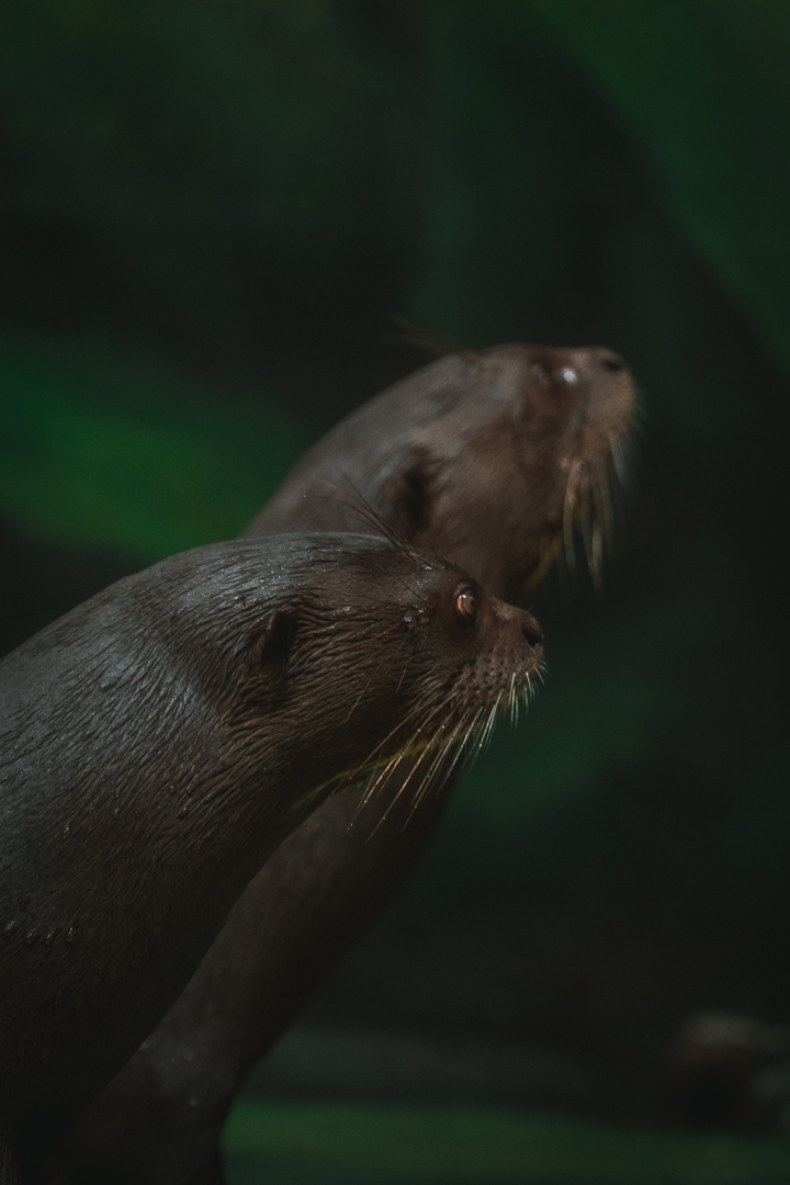 Giant River Otters