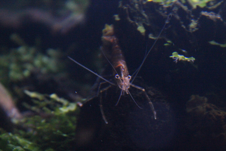 Giant river prawn (Macrobrachium rosenbergii) larve