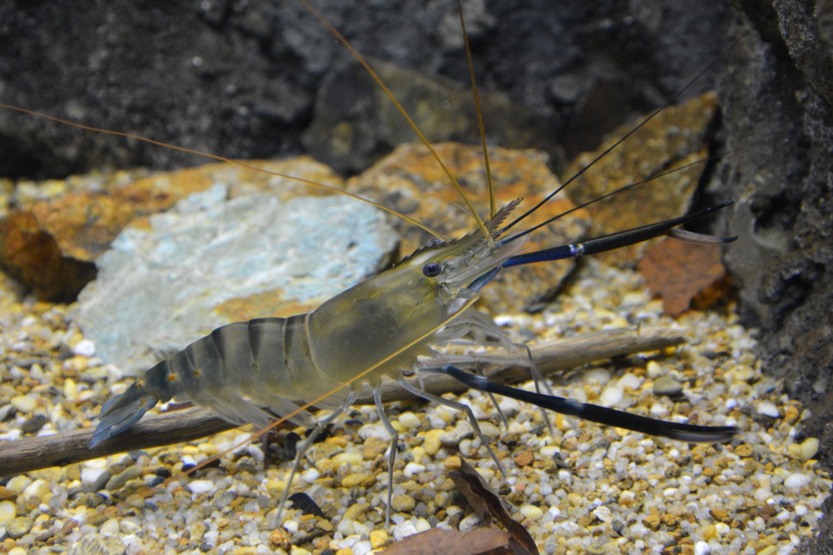 Giant river prawn (Macrobrachium rosenbergii)