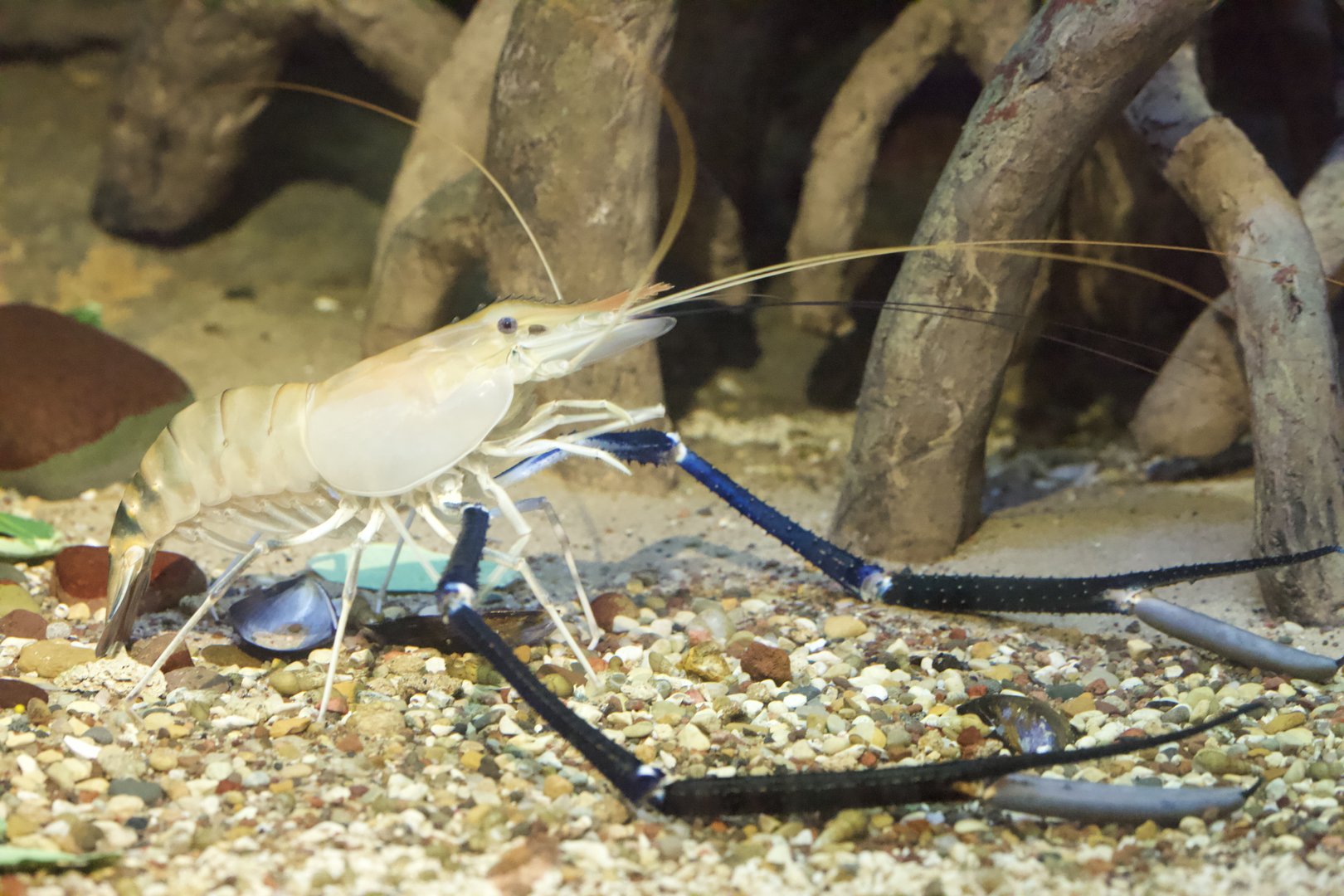 Giant River Prawn/ Macrobrachium rosenbergii