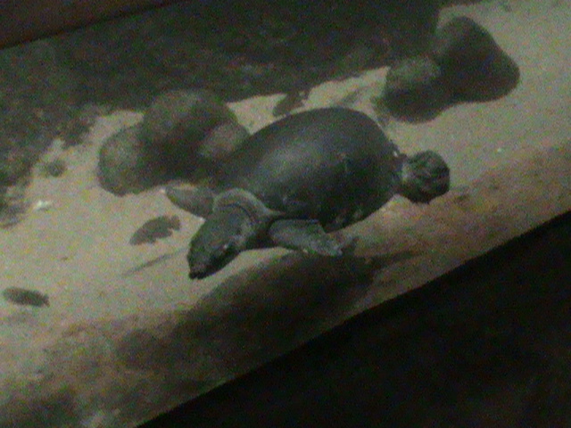 giant river turtle 070511