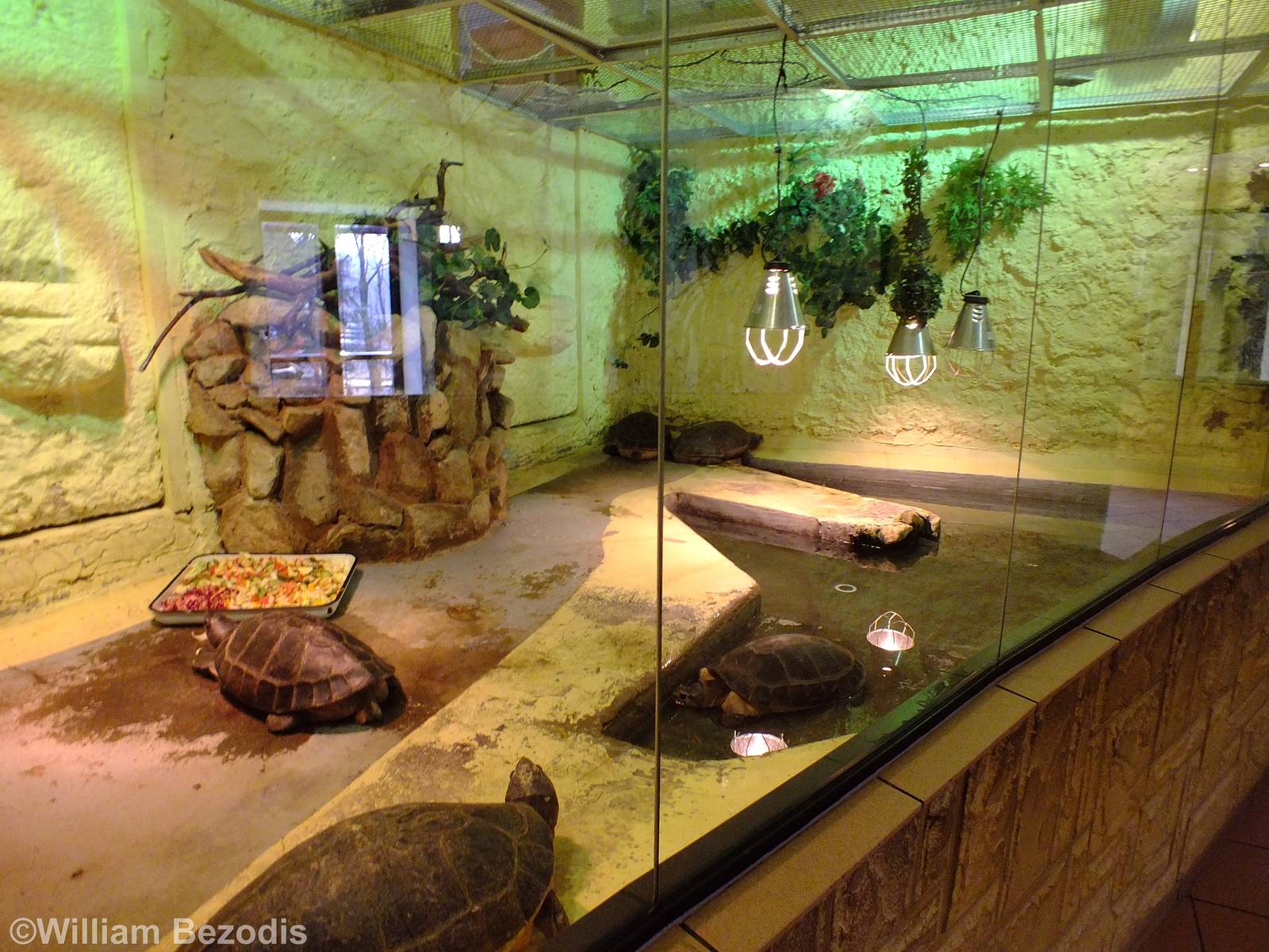 Giant River Turtle and Giant Asian Pond Turtle Enclosure