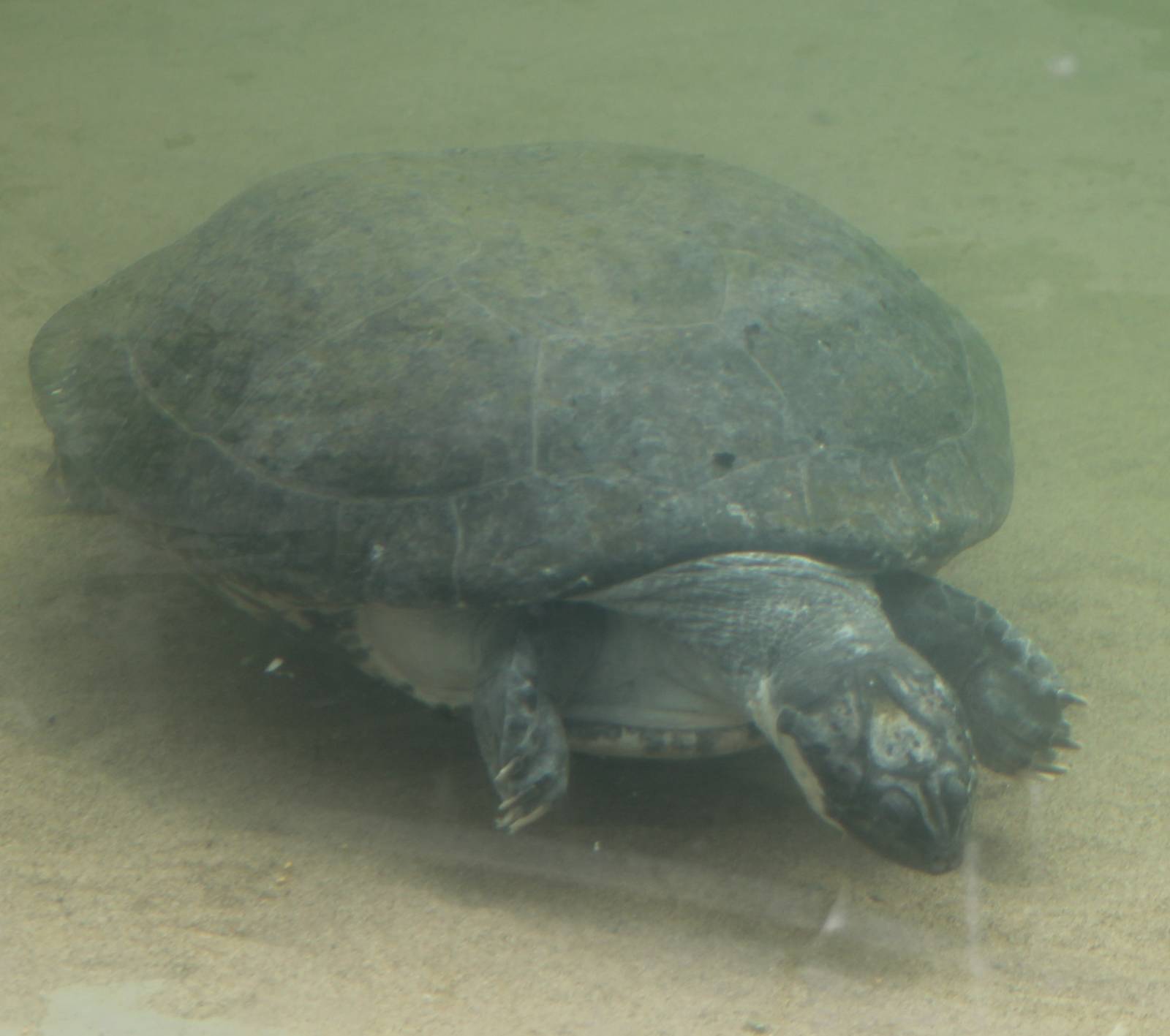 Giant river turtle