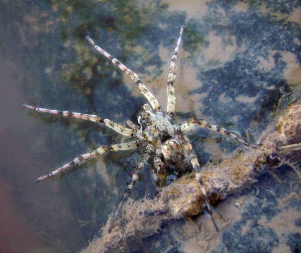 Giant Riverbank Wolf Spider (Arctosa cinerea)