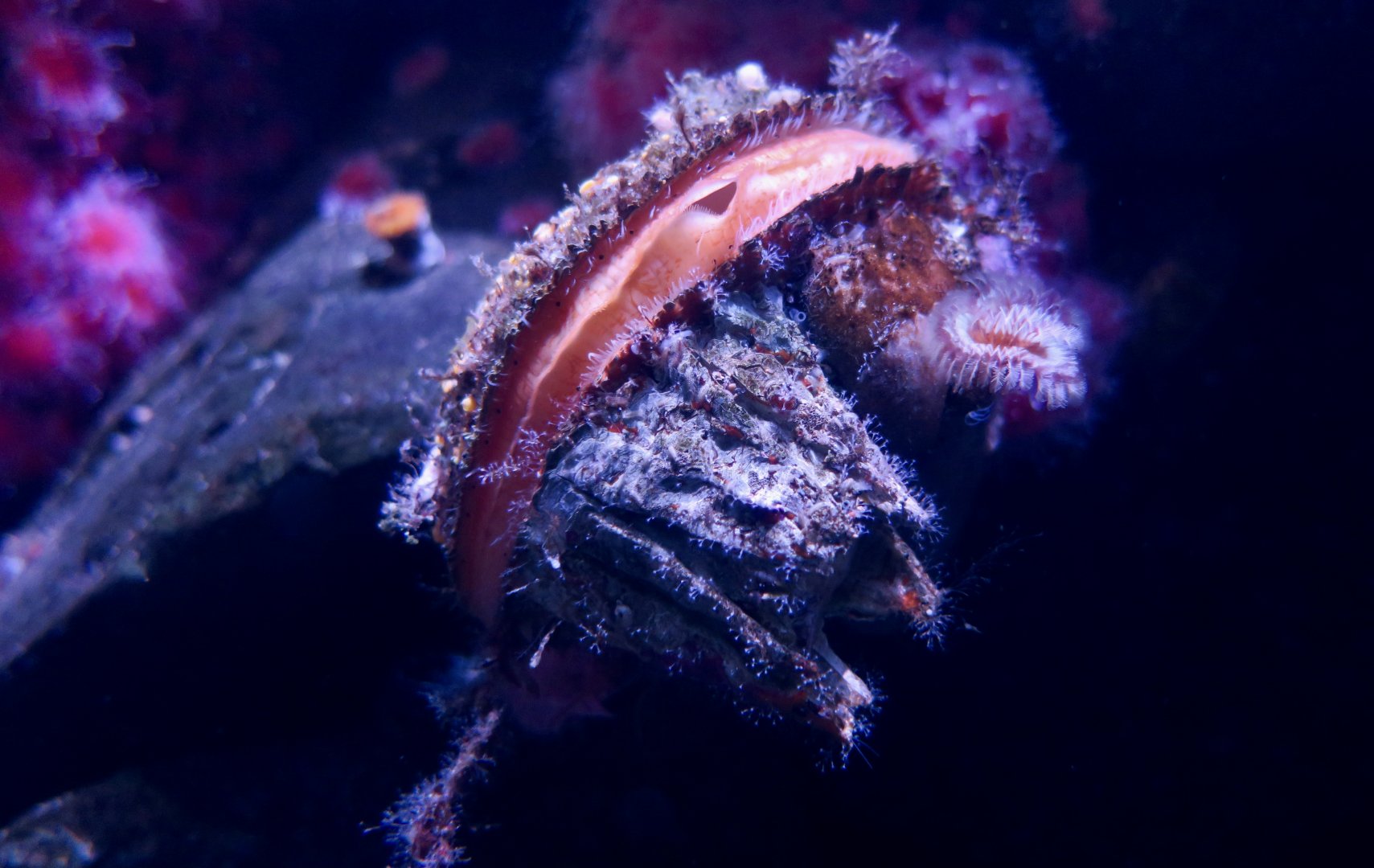 Giant Rock Scallop (Crassadoma gigantea)