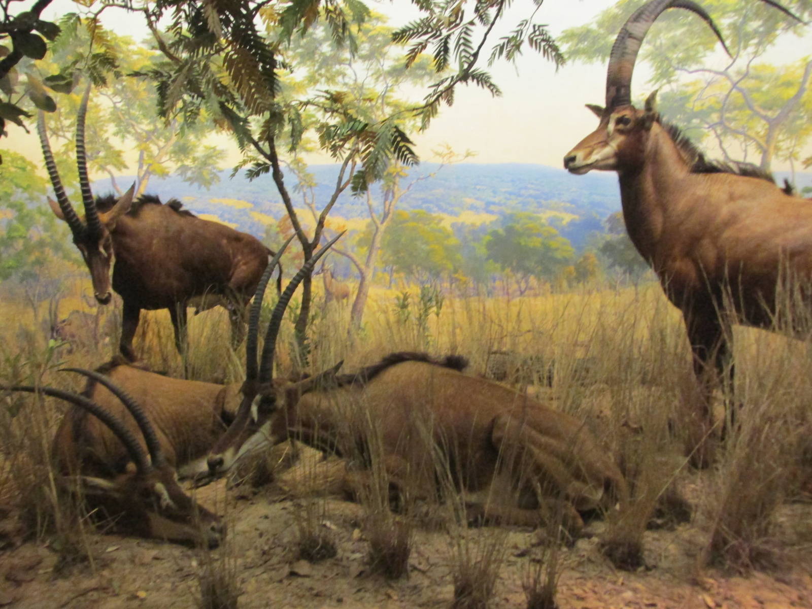 giant sable antelope amnh