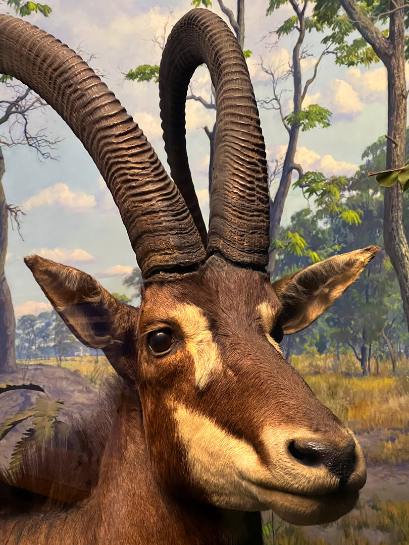 Giant Sable Antelope Bull Closeup