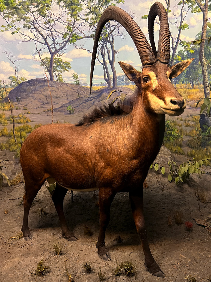 Giant Sable Antelope Bull