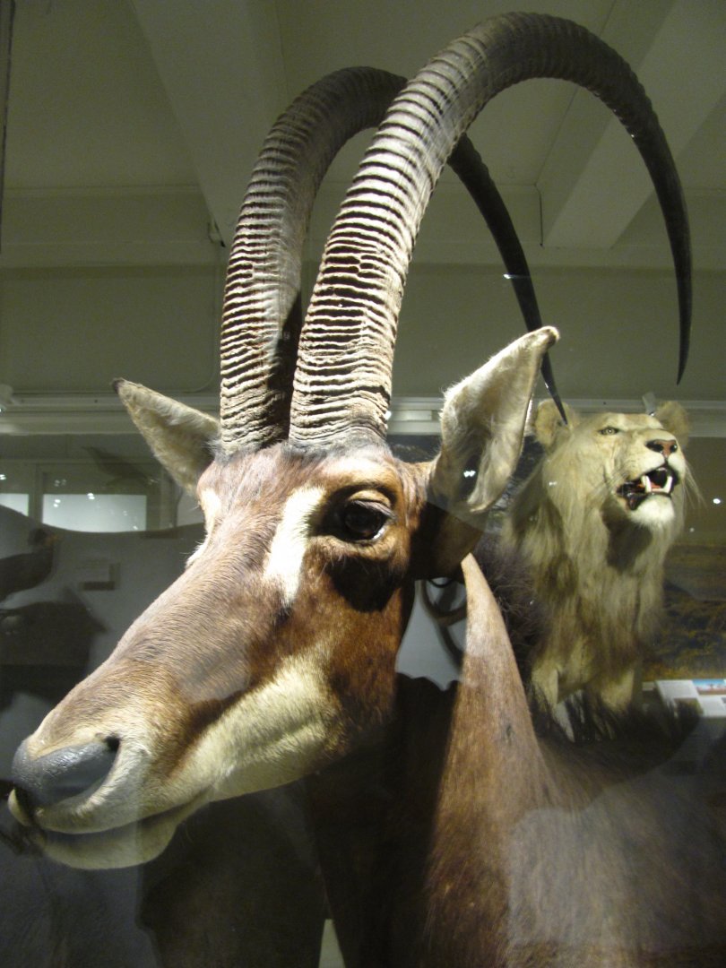 Giant Sable Antelope Closeup