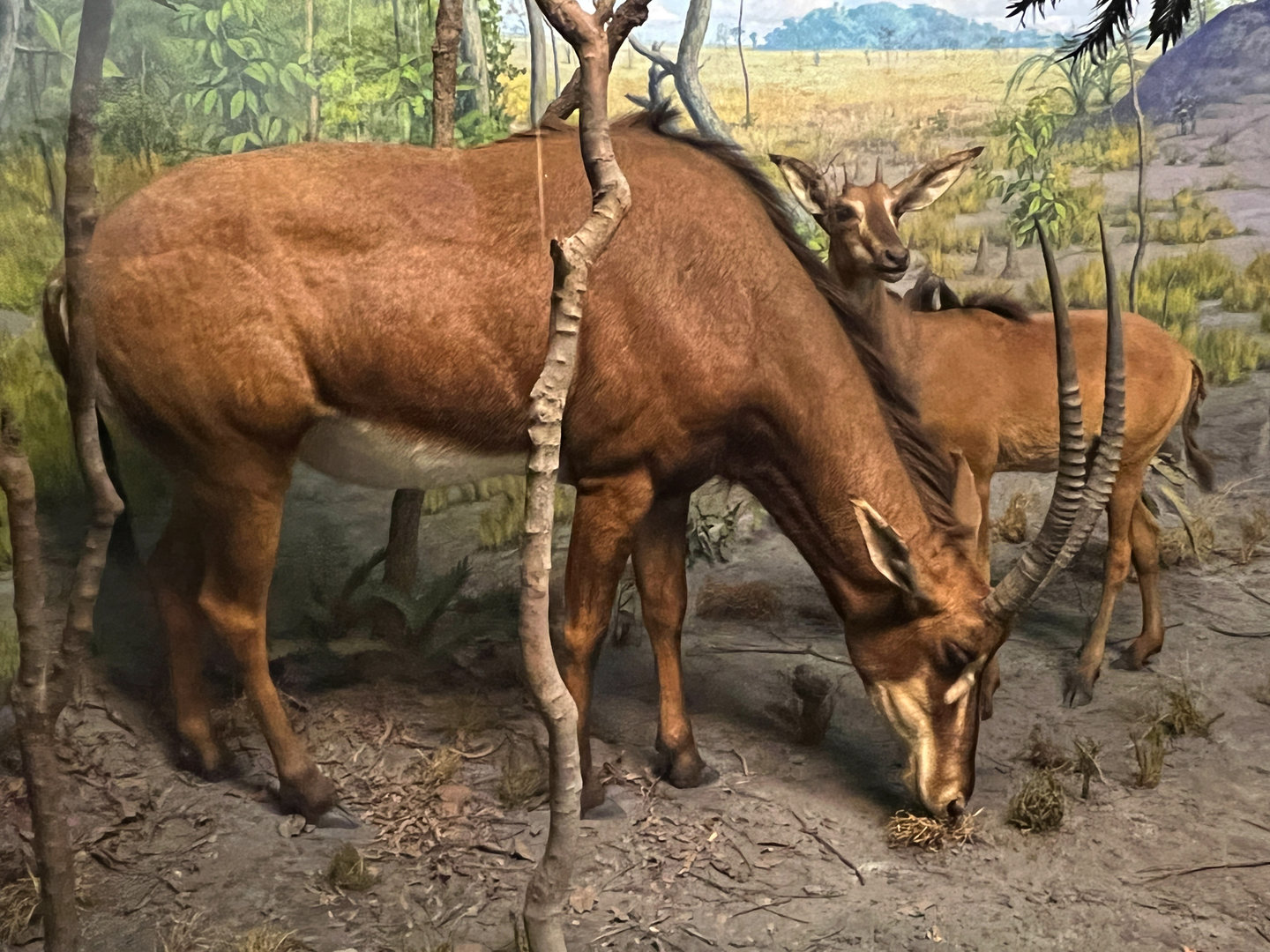 Giant Sable Antelope Cow & Calf