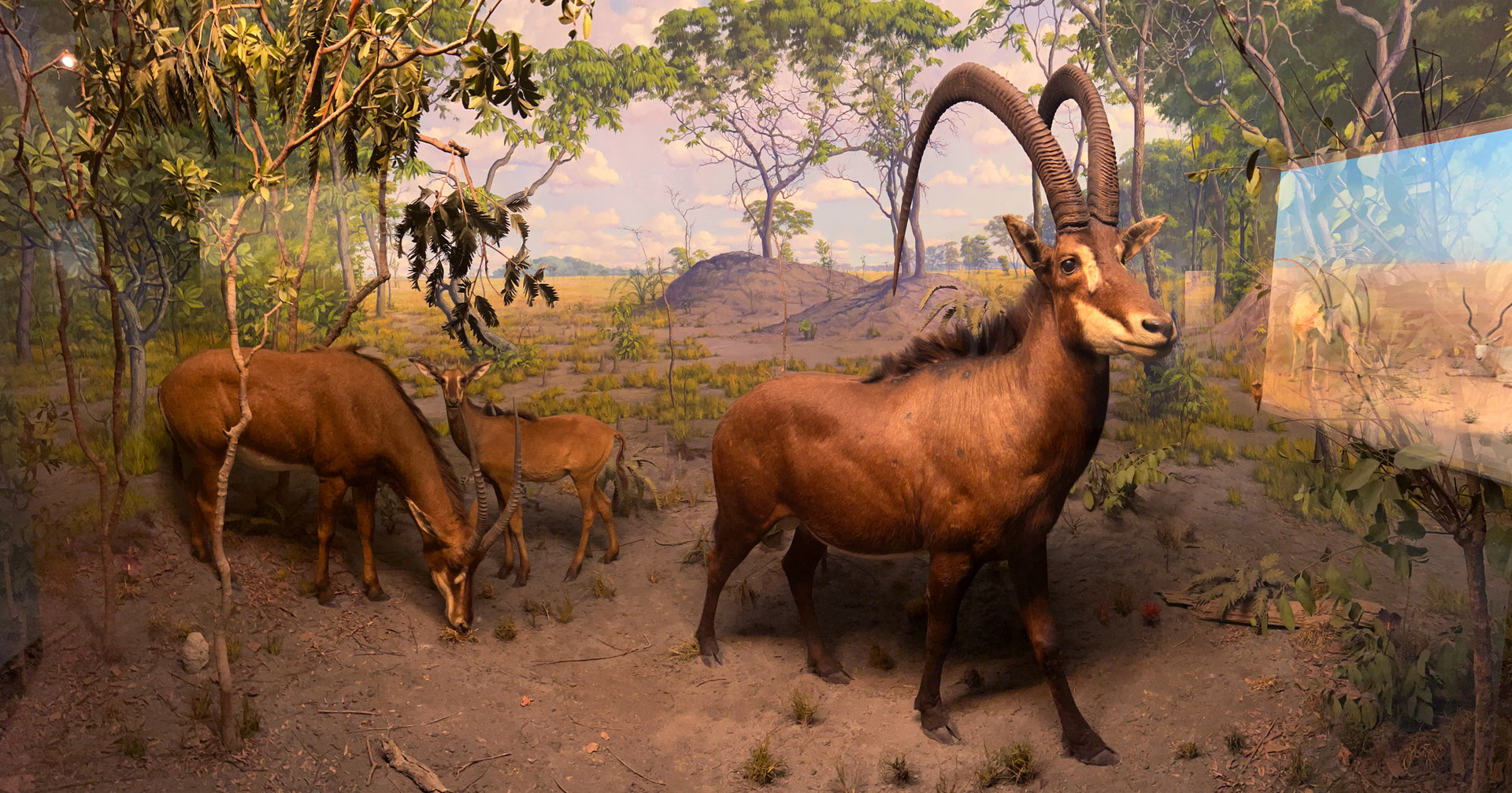 Giant Sable Antelope Diorama