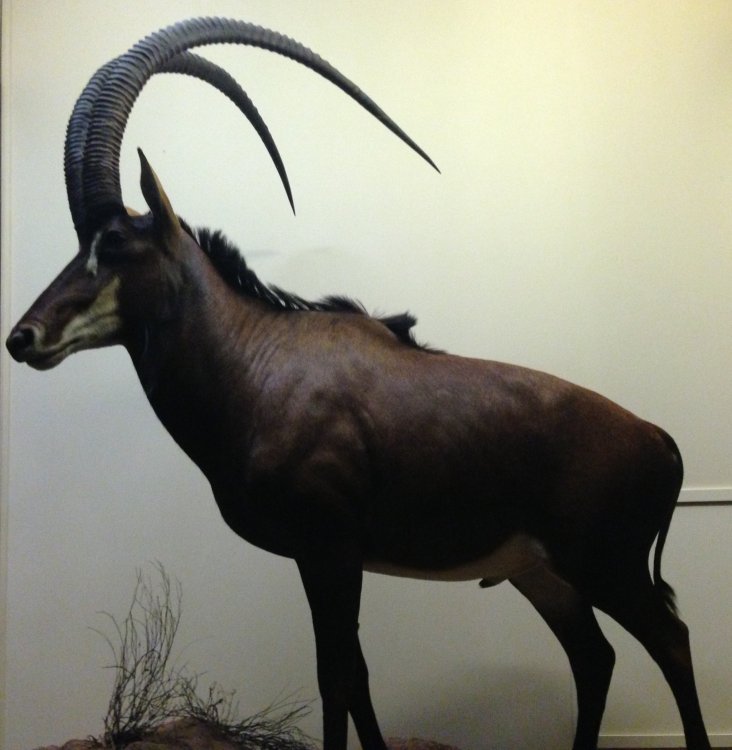 Giant sable antelope (Hippotragus niger variani) - Field Museum of Natural