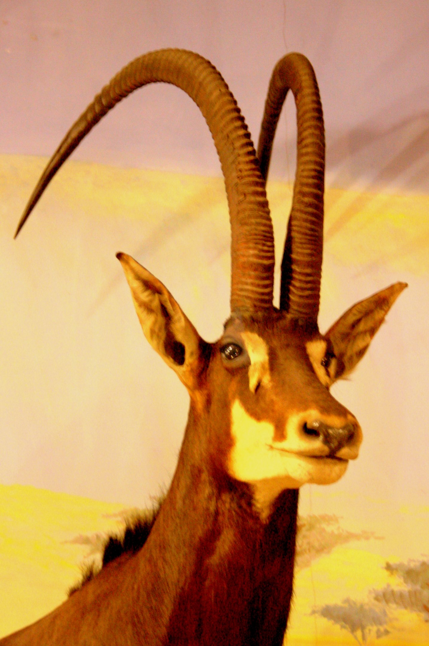 Giant sable antelope; Powell-Cotton Museum; 11th June 2017