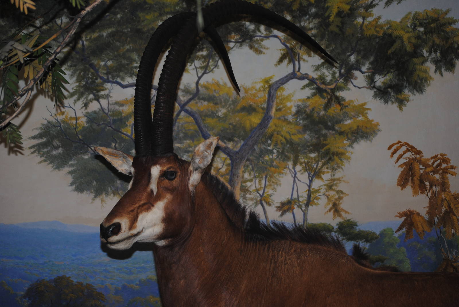 Giant Sable Antelope