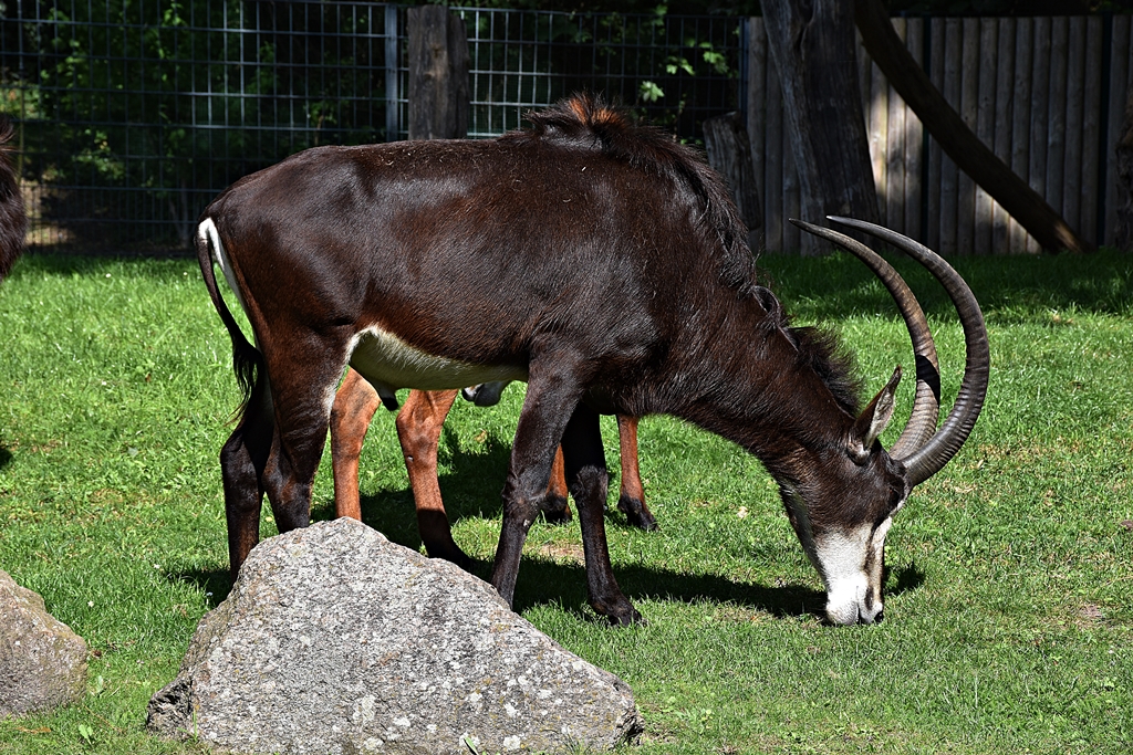 Giant sable antelope